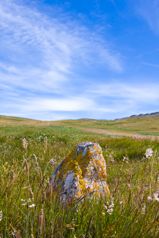 Lichen Covered Rock In Pasture